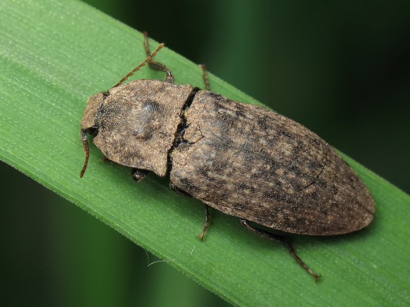 Agrypnus murinus (Linnaeus, 1758)